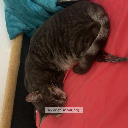Photo de chat perdu à Fontenay Sous Bois