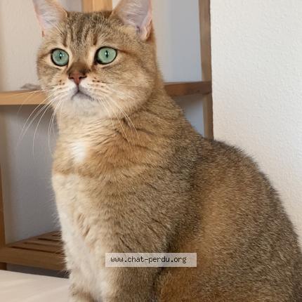 Photo 1/1 Oggy Chat perdu à La gouesniere