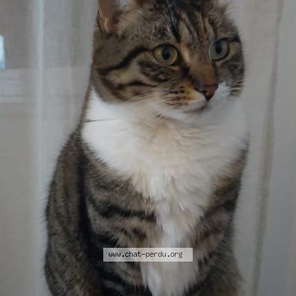 Photo de chat perdu à Gravelines