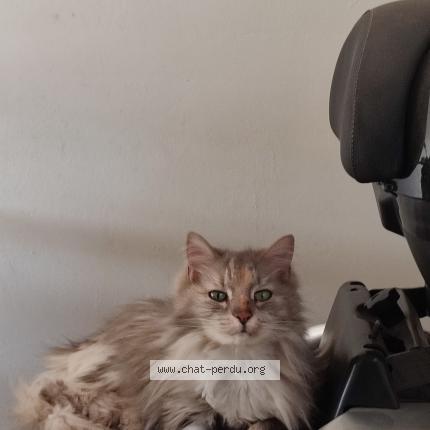 Photo 1/1 Princesse Chat perdu à St alexandre