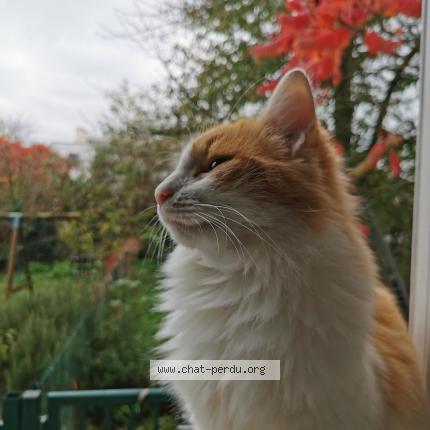 Photo de chat perdu à Tours