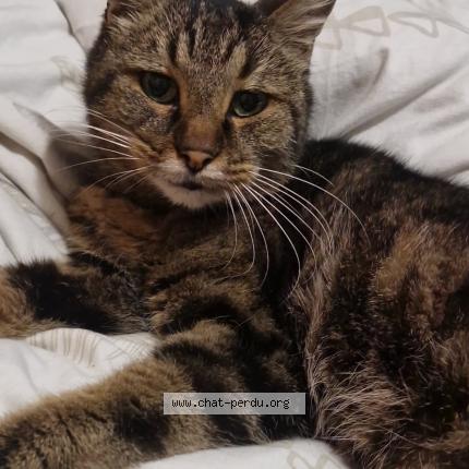 Photo 1/1 Sydney Chat perdu à St quentin