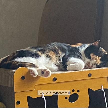 Photo 1/1 Chat retrouvé Perdu à Le Grand Pressigny