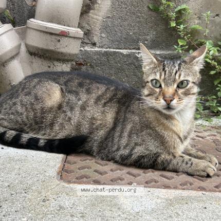 Photo 1/1 Chat retrouvé Trouvé à Nantes