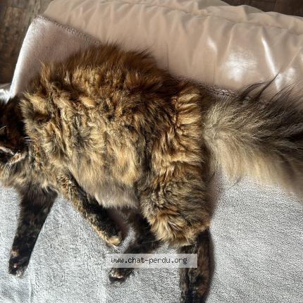 Photo 1/1 Chat retrouvé Perdu à Prunay Sur Essonne