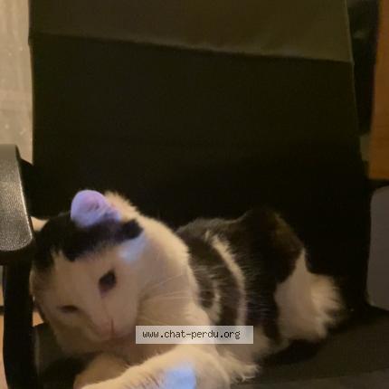 Photo 1/1 Chat retrouvé Perdu à Mulhouse