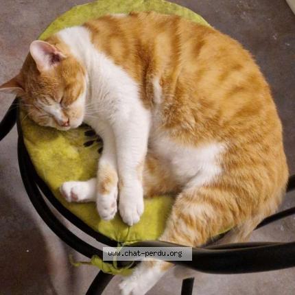 Photo de chat perdu à Arras