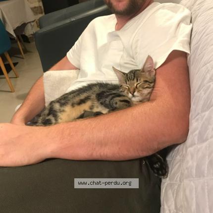 Photo 1/1 Vulcain Chat perdu à Crisenoy