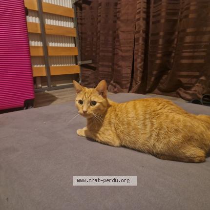 Photo 1/1 Kitty Chat perdu à Monterau fault yonne