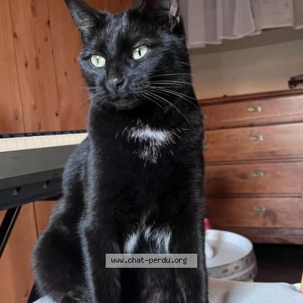 Photo 1/1 Jazz Chat perdu à Camaret sur aigues