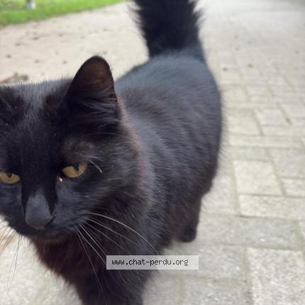 Photo 1/1 Bianca Chat perdu à Erstein