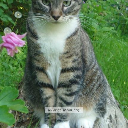 Photo 1/1 Louloute Chat perdu à Bures sur yvette