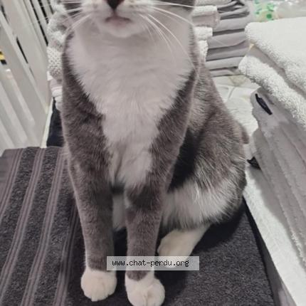 Photo 1/1 Chat retrouvé Perdu à Morsang Sur Orge
