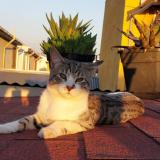 Photo de chat perdu à Quilicura