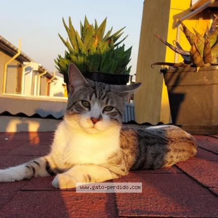 Photo 1/1 Terence Chat perdu à Quilicura