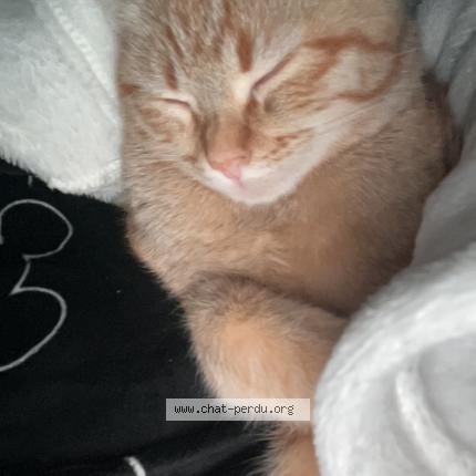 Photo 1/1 Suna Chat perdu à St julien en genevois