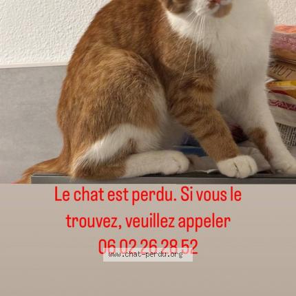 Photo de chat perdu à Montpellier