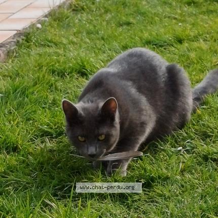 Photo de chat perdu à Saint Paul Les Dax
