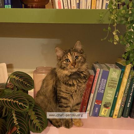 Photo 1/1 Bou Chat perdu à Le bignon