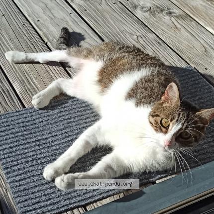 Photo 1/1 Petit chat Chat perdu à Andilly