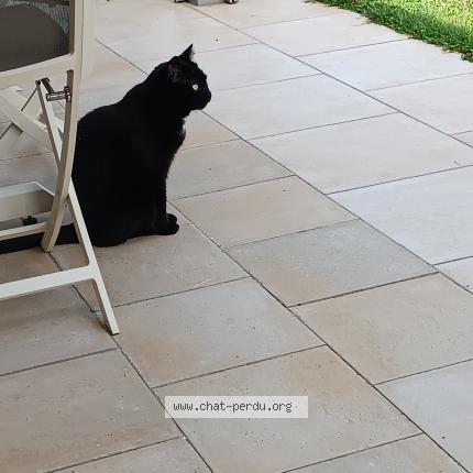 Photo de chat perdu à Vendome