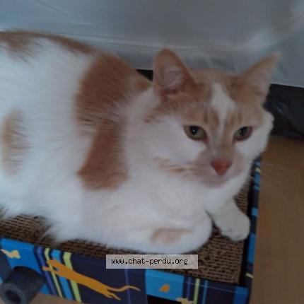 Photo de chat perdu à Nantes
