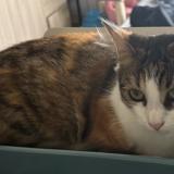 Photo de chat perdu à Saint Denis D Orques