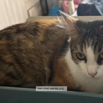 Photo 1/1 Chat retrouvé Perdu à Saint denis d orques