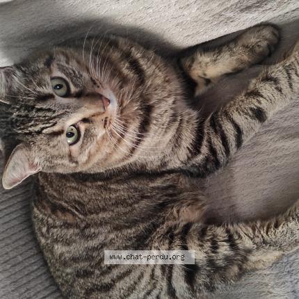 Photo 1/1 Galilée Chat perdu à Fuveau