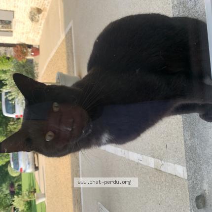 Photo 1/1 Chat retrouvé Trouvé à Usseau