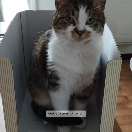 Photo de chat perdu à Duerne