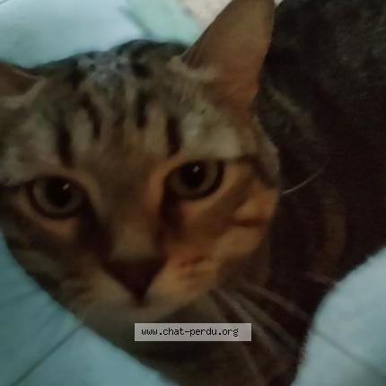 Photo 1/1 Beubeule Chat perdu à Vallauris