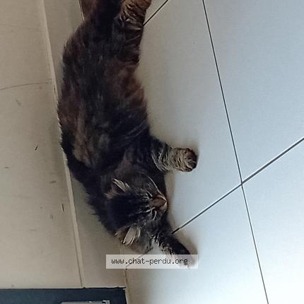 Photo 1/1 Christelle Diallo Chat perdu à Longuyon