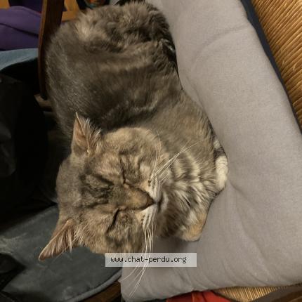 Photo de chat perdu à Fresne L Archeveque