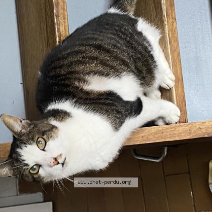 Photo 1/1 Le zo Chat perdu à Drap