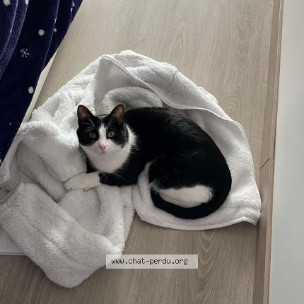 Photo 1/1 Chat retrouvé Perdu à Rodez