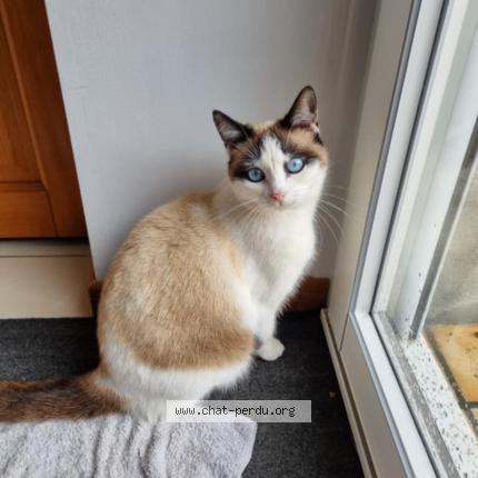 Photo de chat perdu à Wervicq Sud