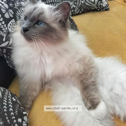 Photo de chat perdu à Fleury Les Aubrais