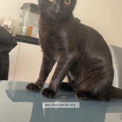 Photo 1/1 Vicky Chat perdu à Athis mons