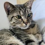 Photo de chat perdu à La Tremblade