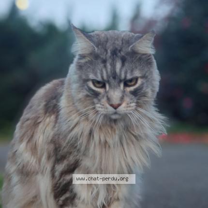 Photo 1/1 Kiwi Chat perdu à Arcangues