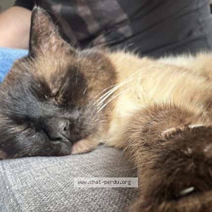 Photo 1/1 Pacha Chat perdu à Wambrechies