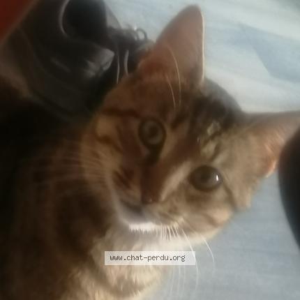 Photo 1/1 Chat retrouvé Perdu à Joue Sur Erdre