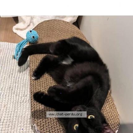 Photo 1/1 Flocon Chat perdu à Sottevast