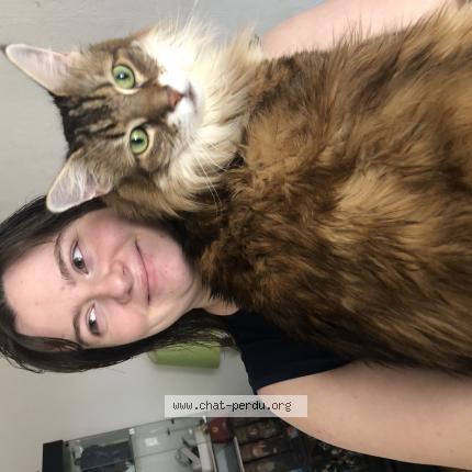 Photo 1/1 Kalyfa Chat perdu à Torcy