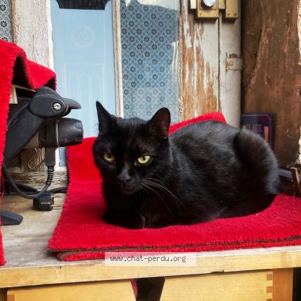 Photo de chat perdu à Besancon