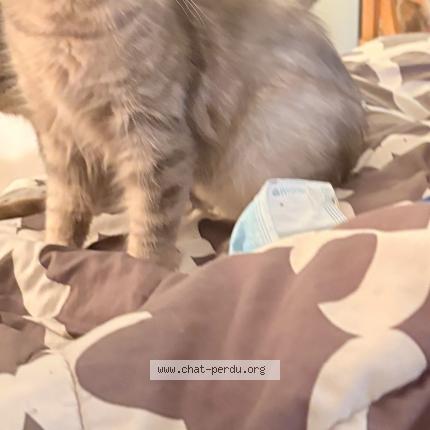 Photo 1/1 Mini jasm Chat perdu à St antoine de st jerome