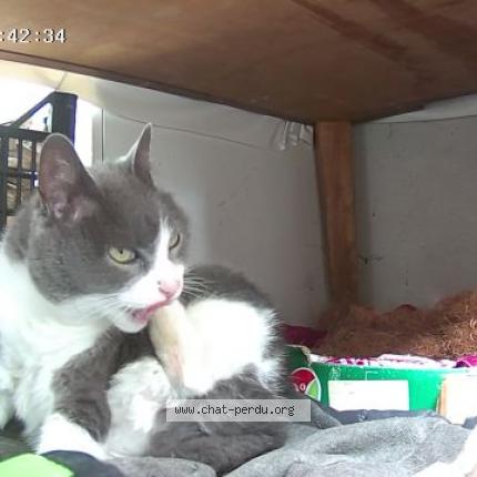 Photo de chat perdu à Brest