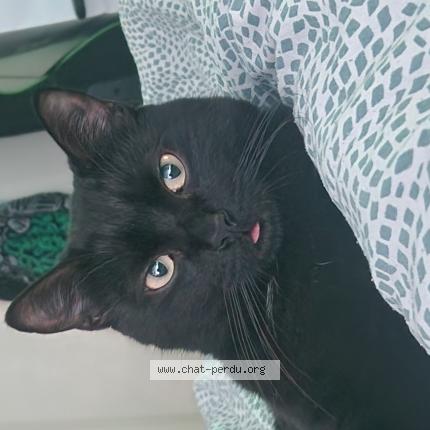 Photo de chat perdu à Nimes