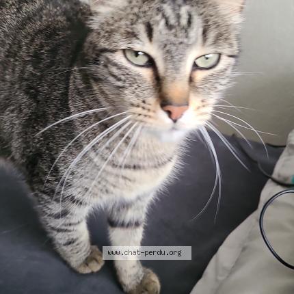 Photo 1/1 Chat retrouvé Perdu à Franconville